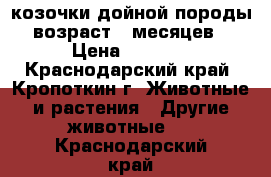 козочки дойной породы возраст 9 месяцев › Цена ­ 3 000 - Краснодарский край, Кропоткин г. Животные и растения » Другие животные   . Краснодарский край